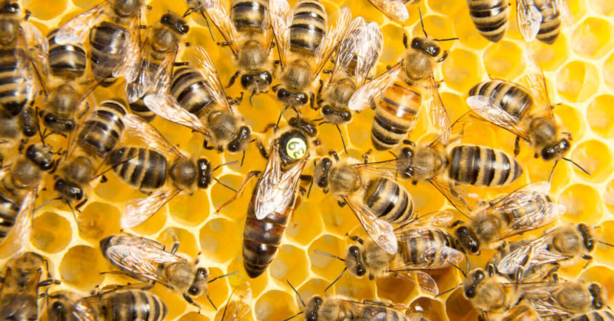 Bees provide a profound example of the epigenetic influence of food on health.